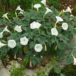 Lejlighed Karmela