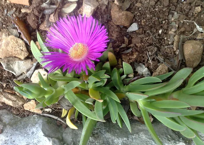 Apartman Karmela Grebastica